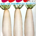daikon004