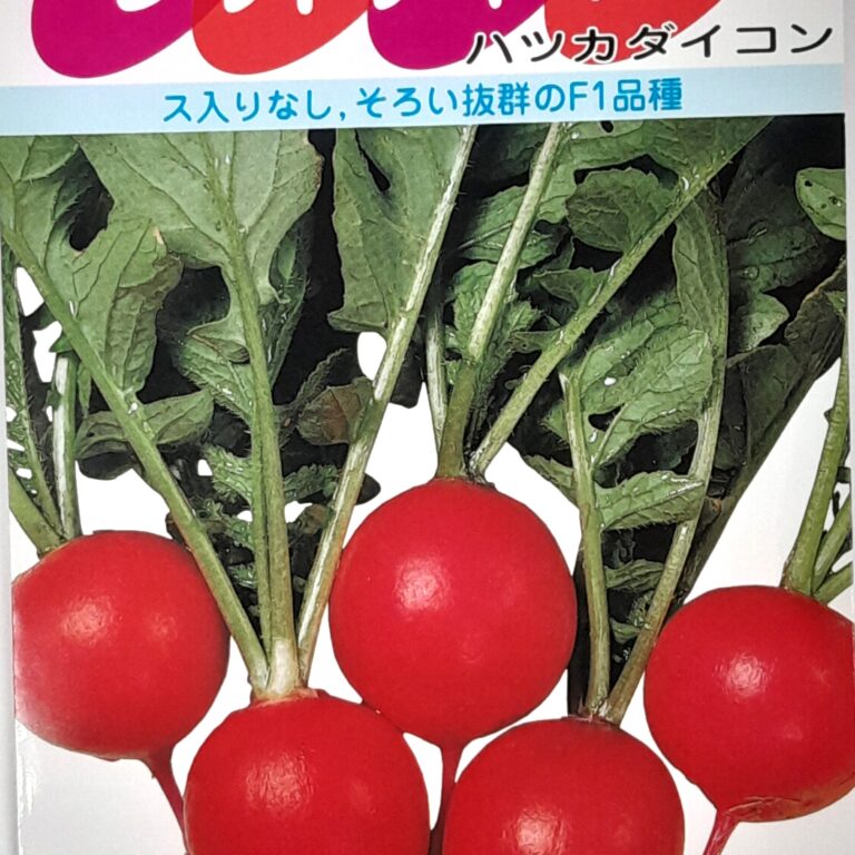 daikon006