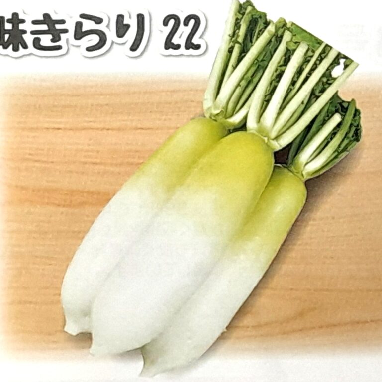 daikon008