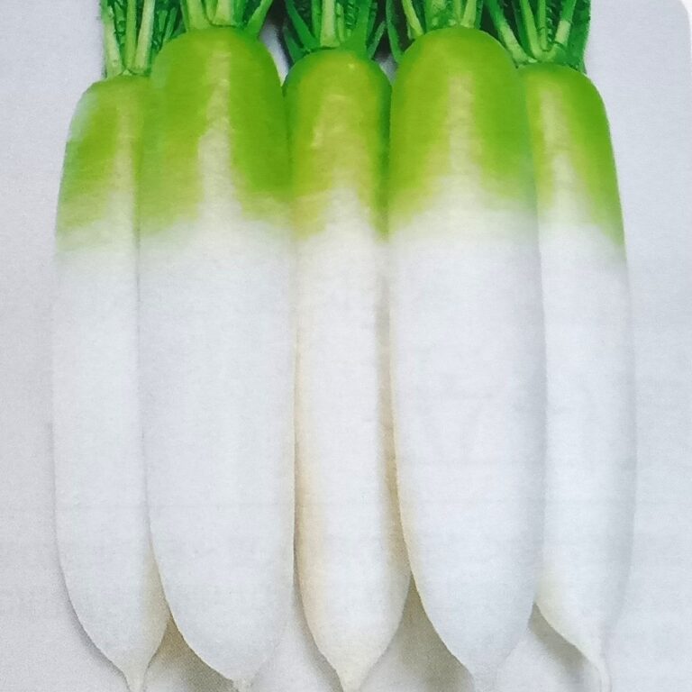 daikon009