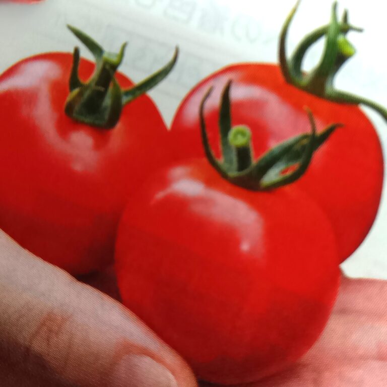 tomato009