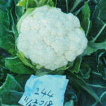 cauliflower005