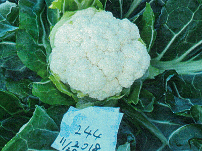 cauliflower005