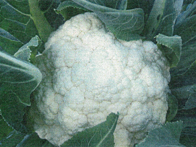 cauliflower006