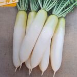 daikon011