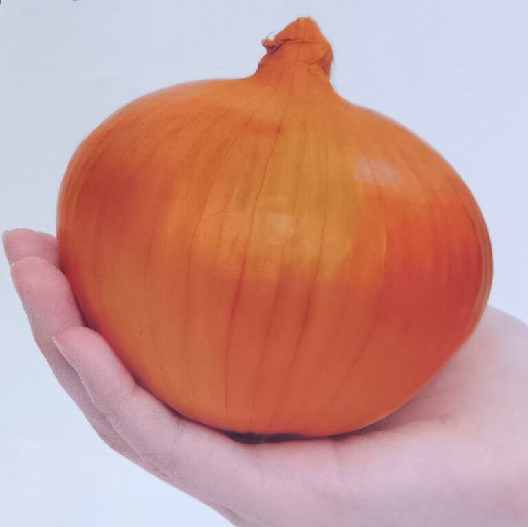 tamanegi006