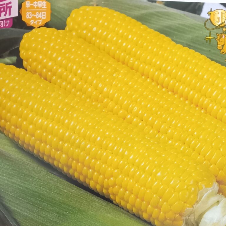 corn006