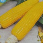 corn008